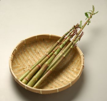 山菜／いたどり