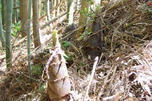 山菜／たけのこ