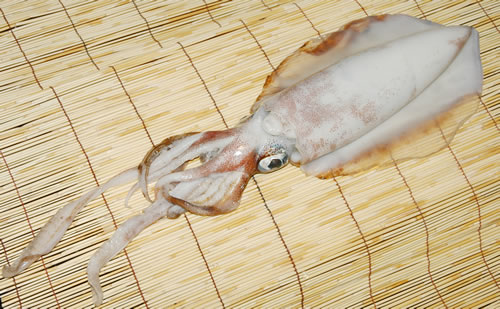 あおりいか、もいか