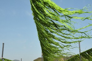 すじあおのり（あおのり）