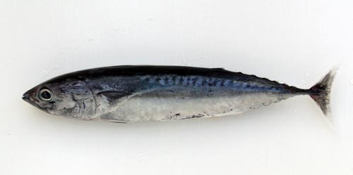 むろあじ、せいめい