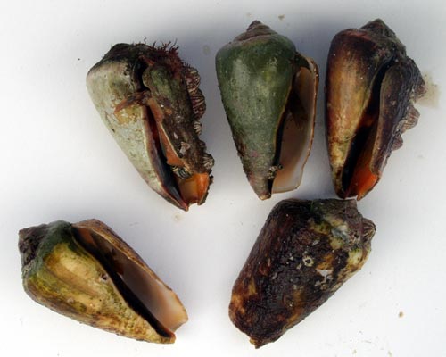 まがきがい、ちゃんばらがい、きりあい