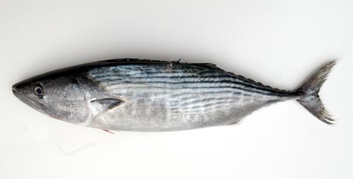 47.jpg