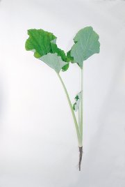a049.jpg