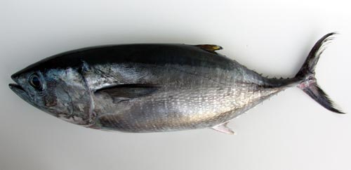 しんこ、よこわ、よこ（くろまぐろ、まぐろ）