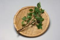 くさぎ菜