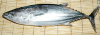 鰹