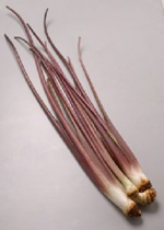 赤芽芋の茎