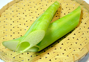 ハスイモ(リュウキュウ)