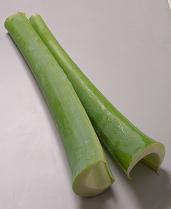 ハスイモ(リュウキュウ)