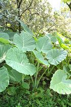 ハスイモ(リュウキュウ)