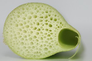 ハスイモ(リュウキュウ)