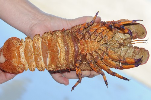 セミエビ、モンパエビ