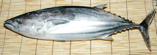 かつお、まがつお