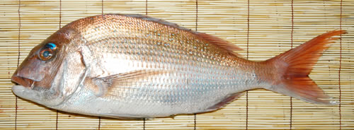 まだい、ほんだい